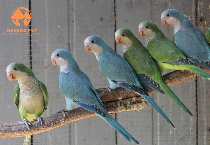 Mua Bán Vẹt Monk Blue&nbsp;Parakeet (vẹt thầy tu) Tại TP.HCM